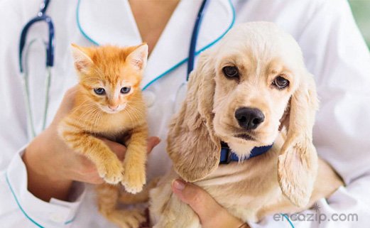 evcil hayvan sigortasi